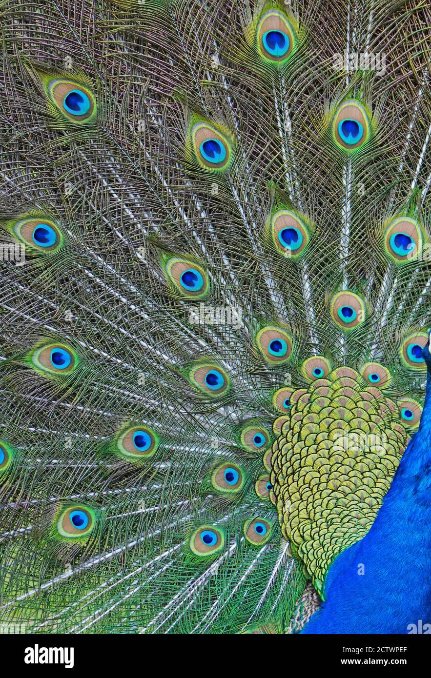 Colorful green and blue male peacock bird with its plume feathers tail ...
