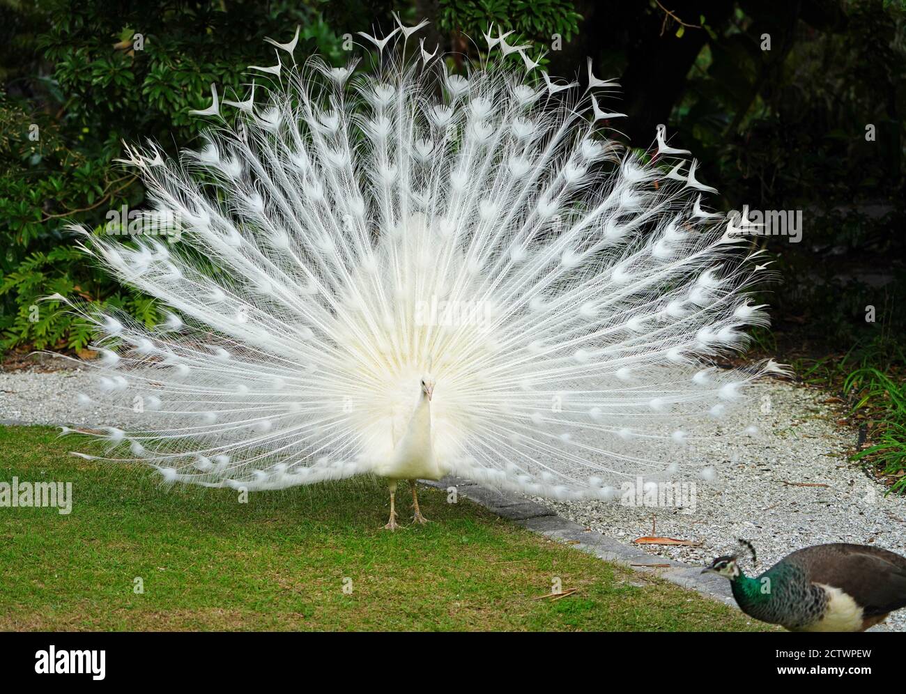 All white male peacock bird with its plume feathers tail fully opened ...