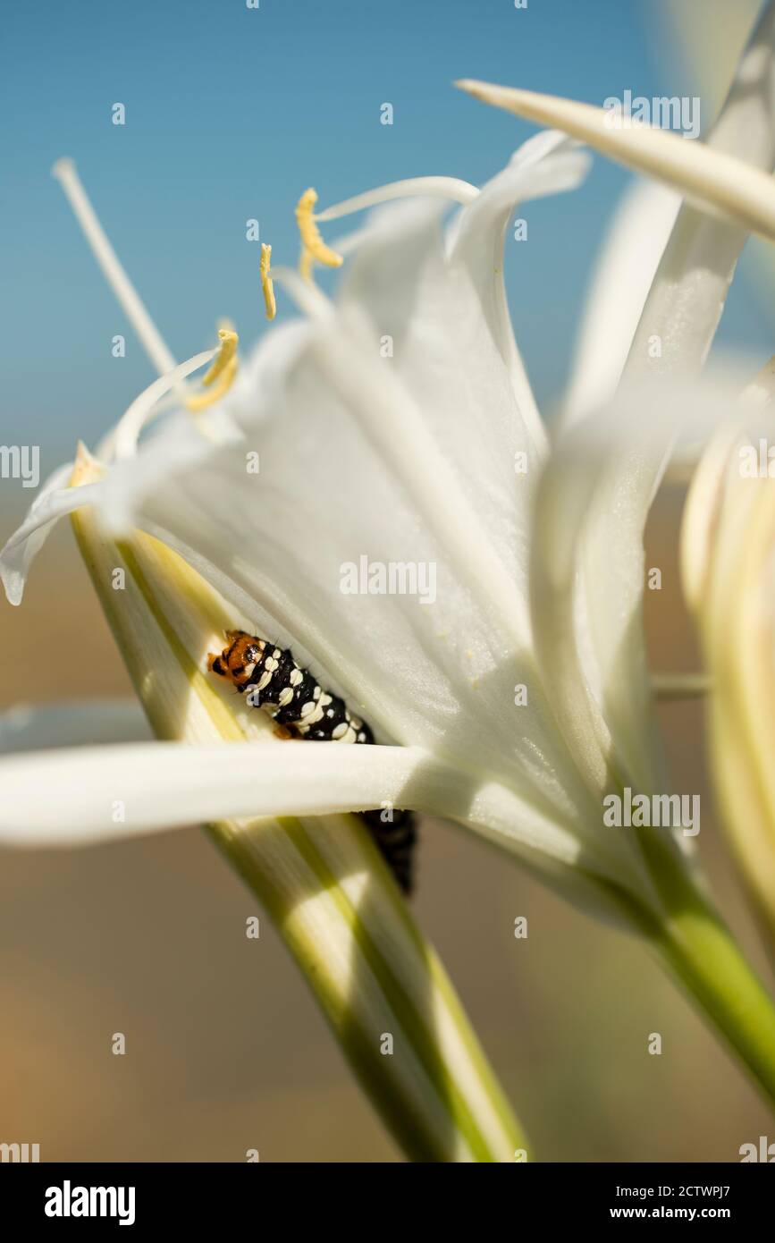 Amaryllis borer caterpilla, Brithys crini, is a moth of Noctuidae family, parassitic of Mediterranean sea daffodil. Stock Photo