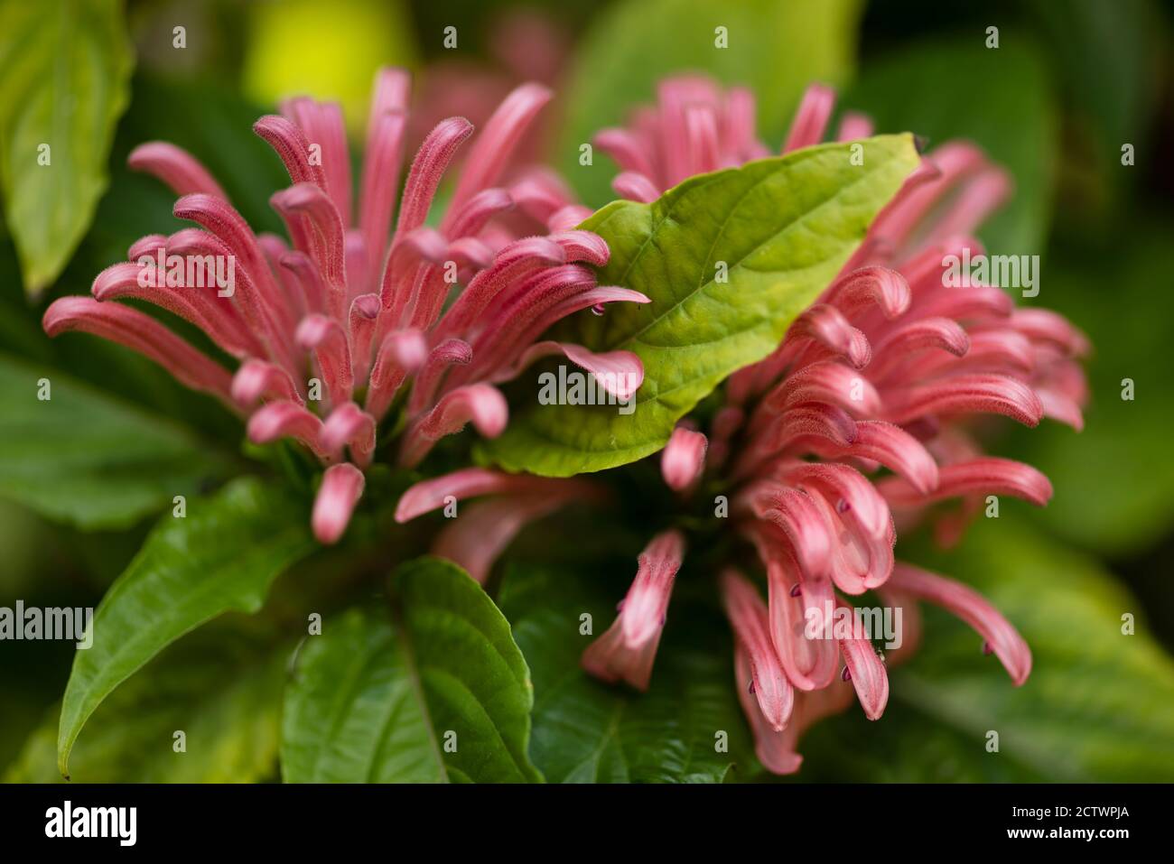 Justicia carnea, Brazilian plume, flamingo flower, and jacobinia,  flowering plant in the family Acanthaceae Stock Photo