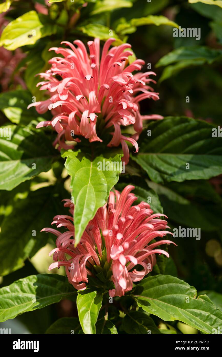 Justicia carnea, Brazilian plume, flamingo flower, and jacobinia,  flowering plant in the family Acanthaceae Stock Photo