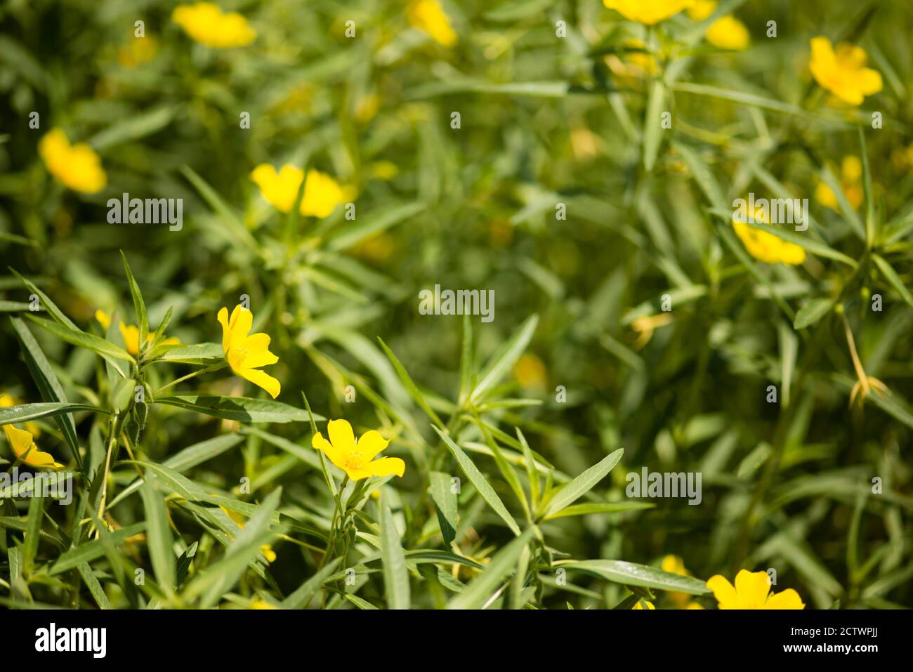 Yellow pond rose hi-res stock photography and images - Alamy