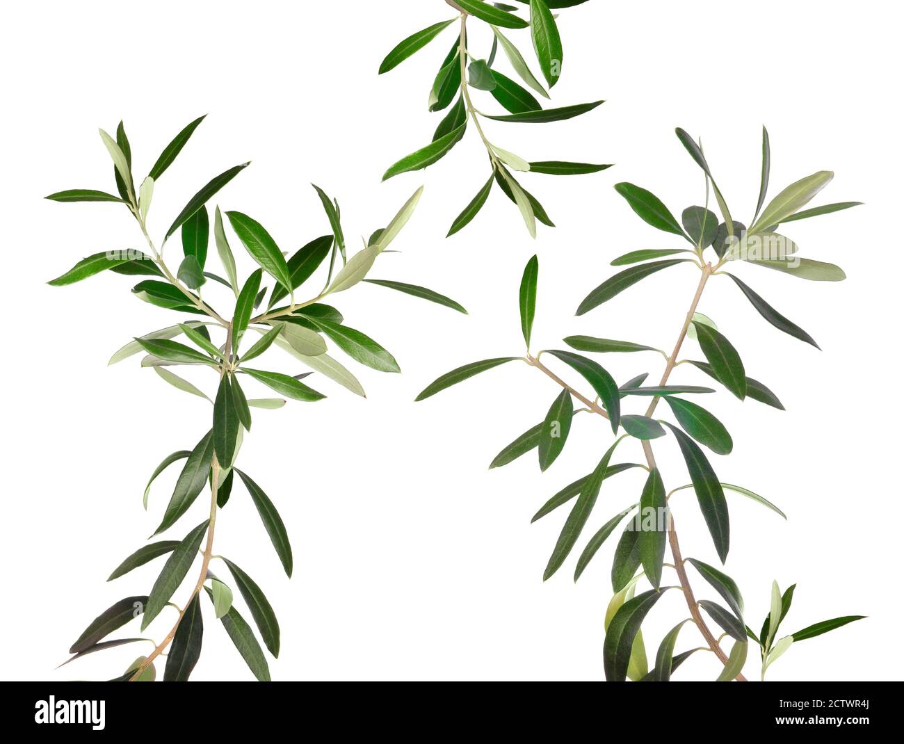 Fresh olive tree branches isolated on white Stock Photo Alamy