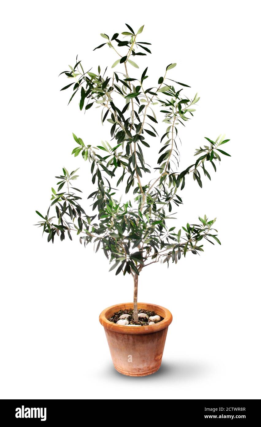 https://c8.alamy.com/comp/2CTWR8R/young-olive-tree-in-terracotta-pot-isolated-on-white-2CTWR8R.jpg