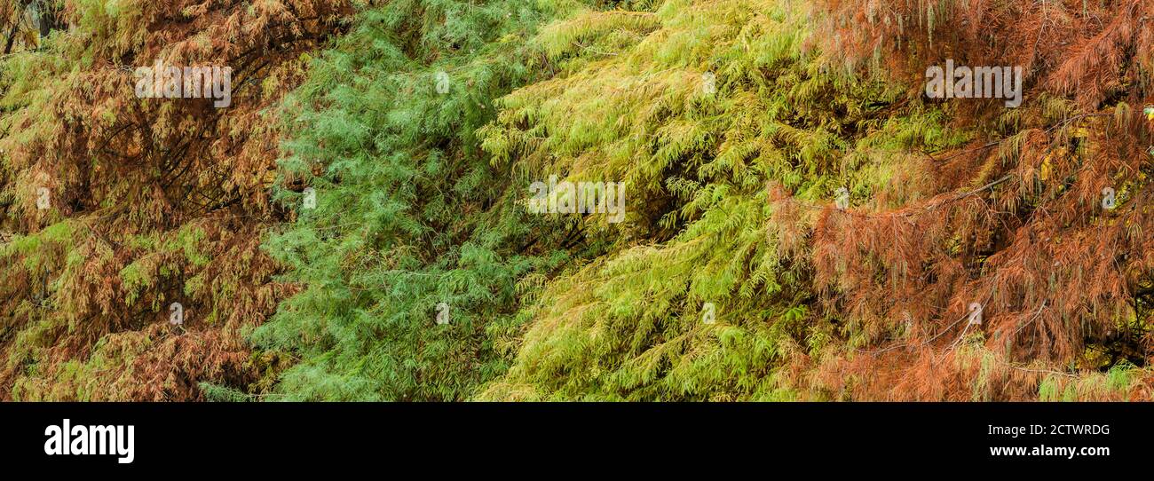 Taxodium distichum, bald cypress, southerncypress, whitecypress