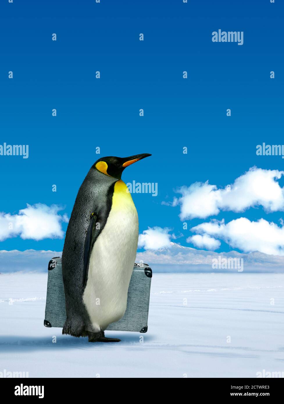 Antarctic penguin planning to move, climate change  concept Stock Photo