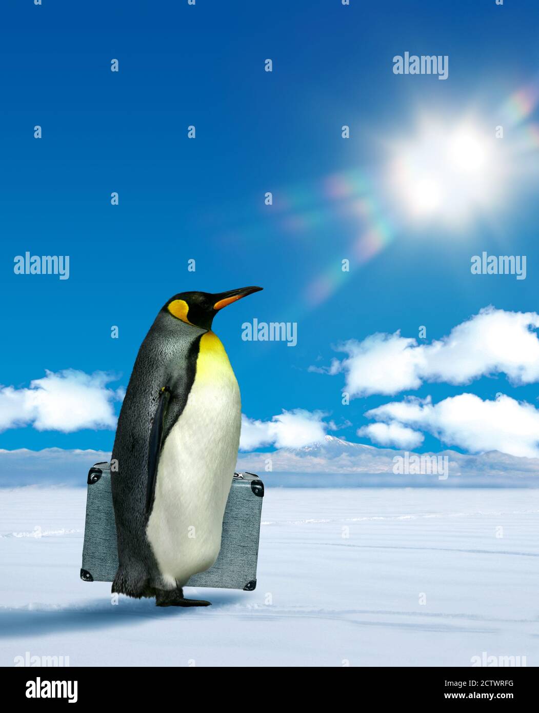 Antarctic penguin planning to move, climate change  warming concept Stock Photo