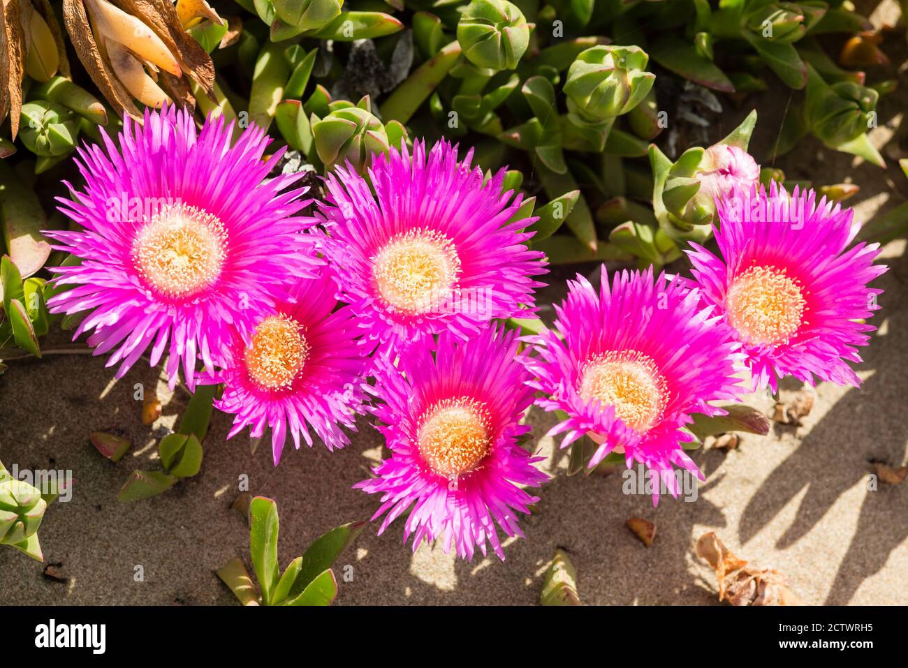 Carpobrotus edulis is a ground-creeping plant with succulent leaves, native to South Africa. Also known as Hottentot-fig, ice plant, highway ice plant Stock Photo