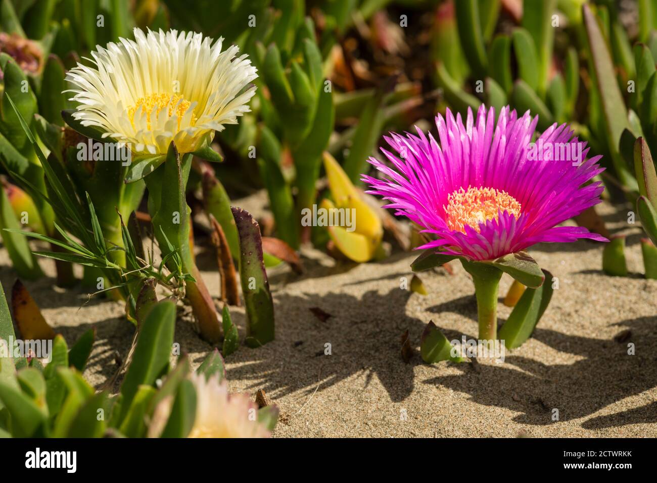 Carpobrotus edulis is a ground-creeping plant with succulent leaves, native to South Africa. Also known as Hottentot-fig, ice plant, highway ice plant Stock Photo