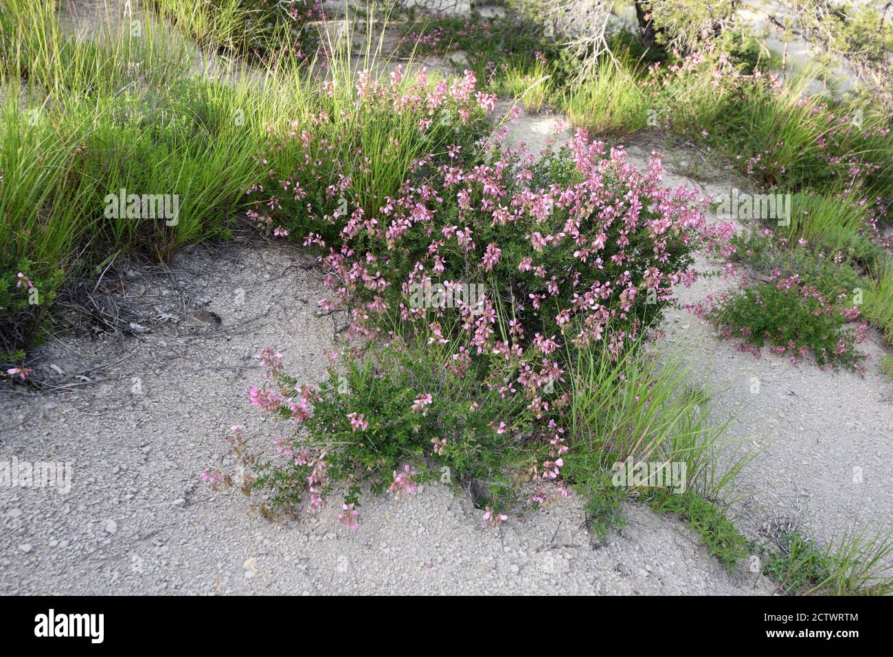 Spiny Restharrow Ononis spinosa Growing on Marlstone or Black Marl Formations known as Robines Alpes-de-Haute-Provence Provence France Stock Photo