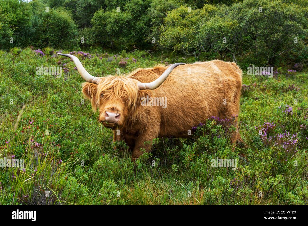 Highland cow tourist attraction hi-res stock photography and images - Alamy