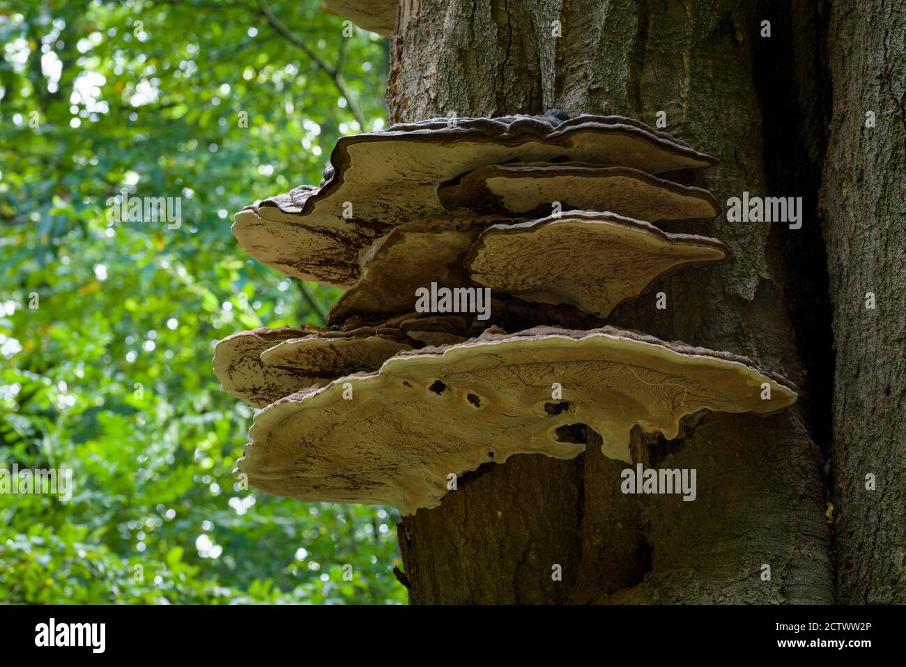 Artists Bracket (Ganoderma applanatum) fungs growing on a dead tree in early autumn at Priors Wood, North Somerset. Stock Photo
