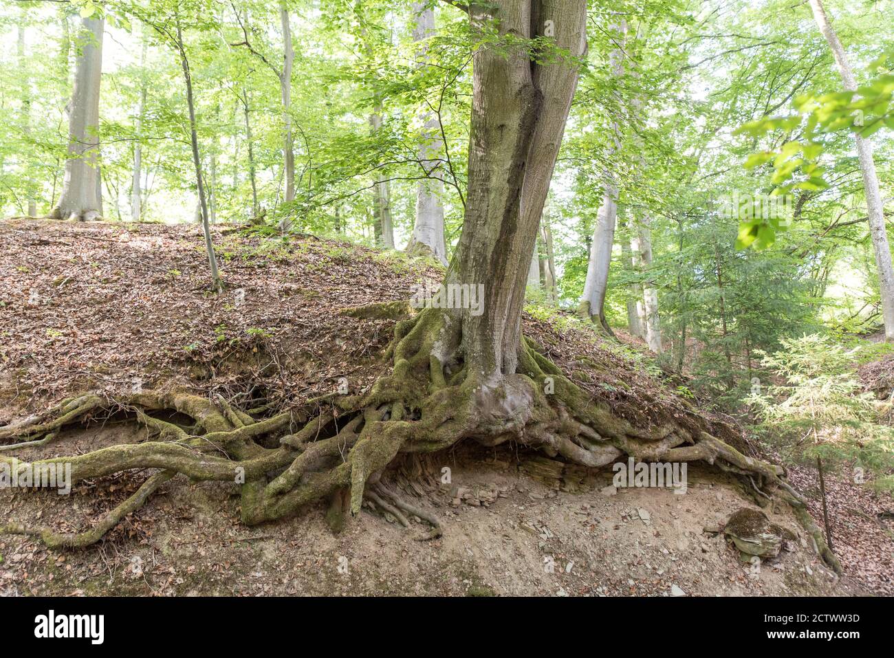 roots of big beech free fro errosion Stock Photo