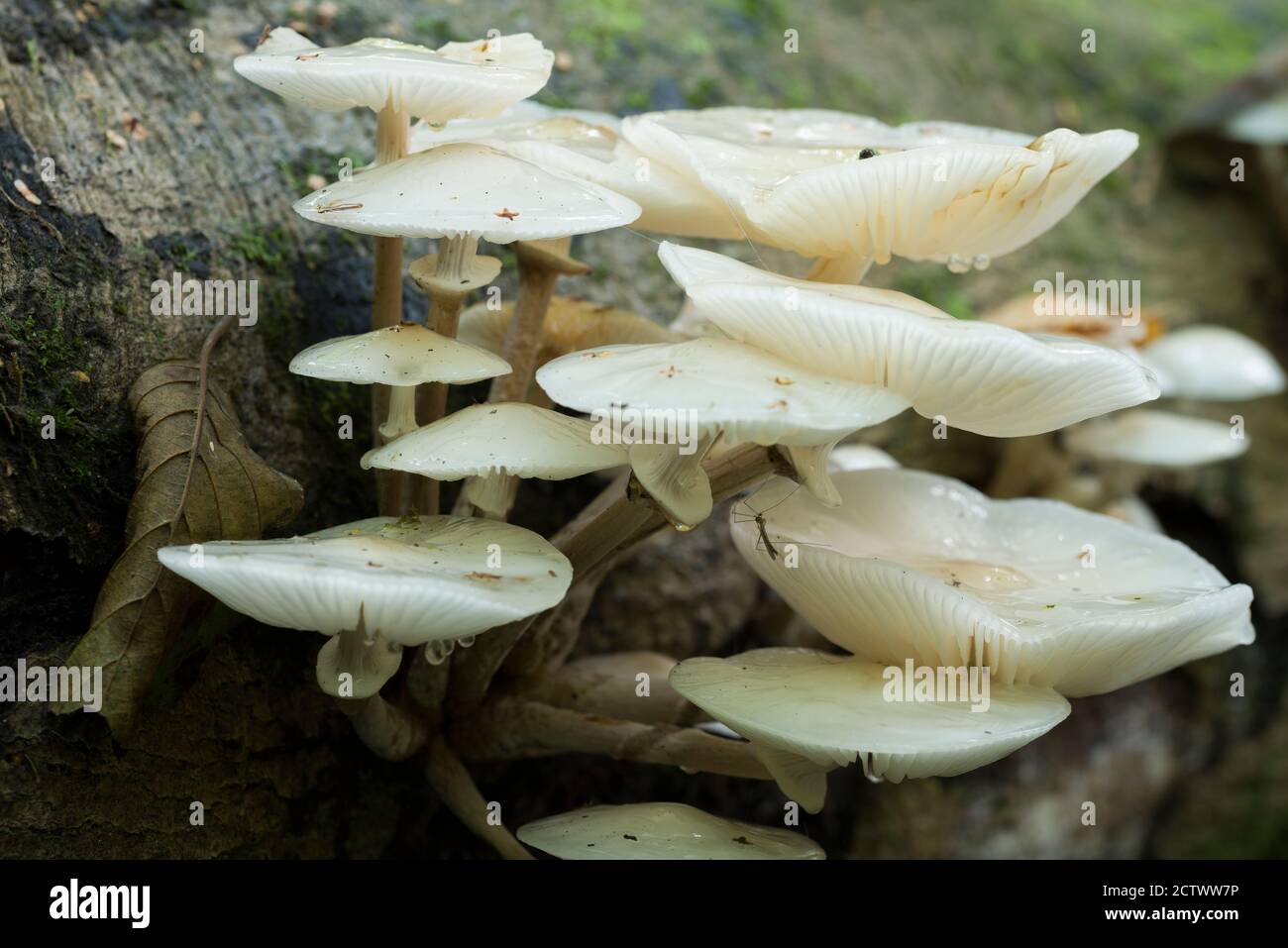 Porcelain fungus (Mucidula mucida) growing on a fallen beech tree in early autumn at Priors Wood, North Somerset, England. Stock Photo