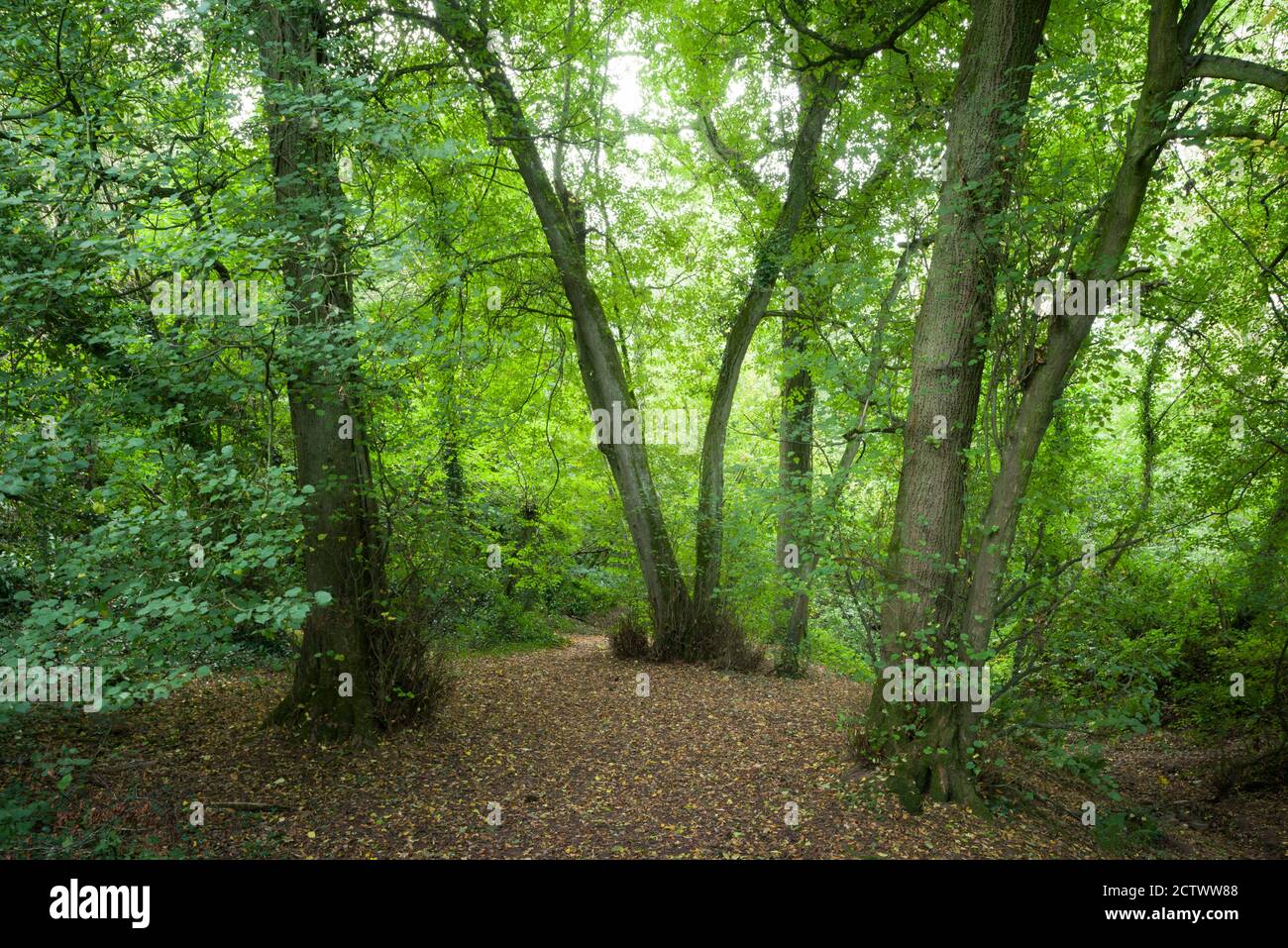 A broadleaf woodland in early autumn at Priors Wood, Portbury, North Somerset, England. Stock Photo