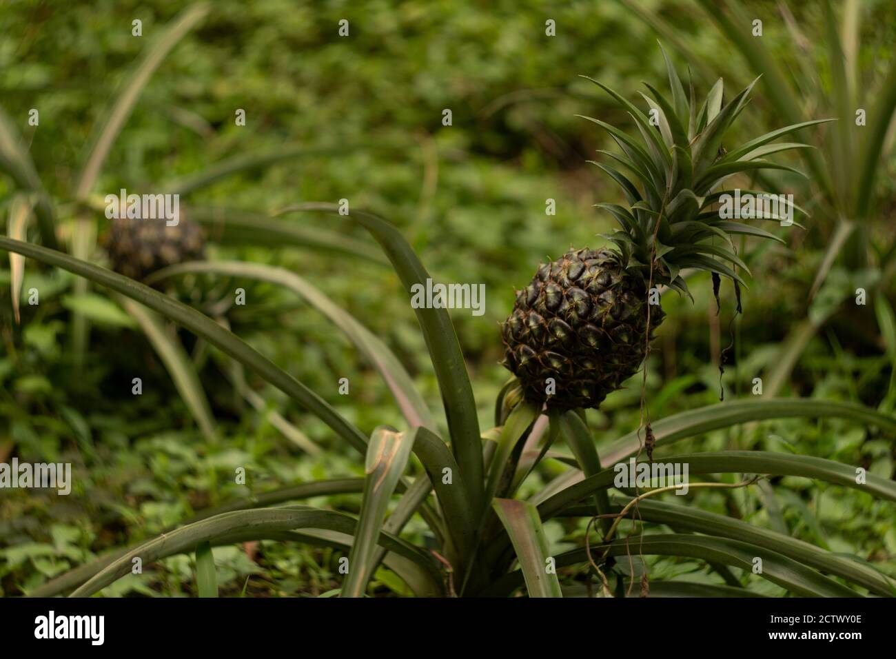 Pineapples growing in the wild Stock Photo Alamy