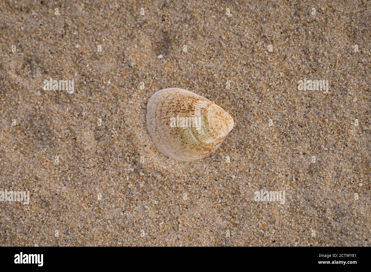 A shell in the sand, Isles of Scilly Stock Photo
