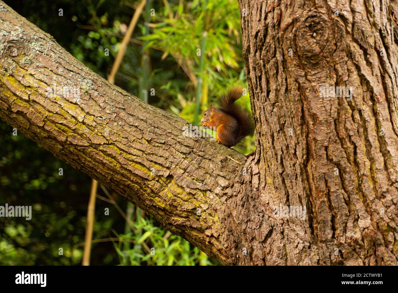 Red squirrels at Tresco Abbey, Isles of Scilly. Stock Photo