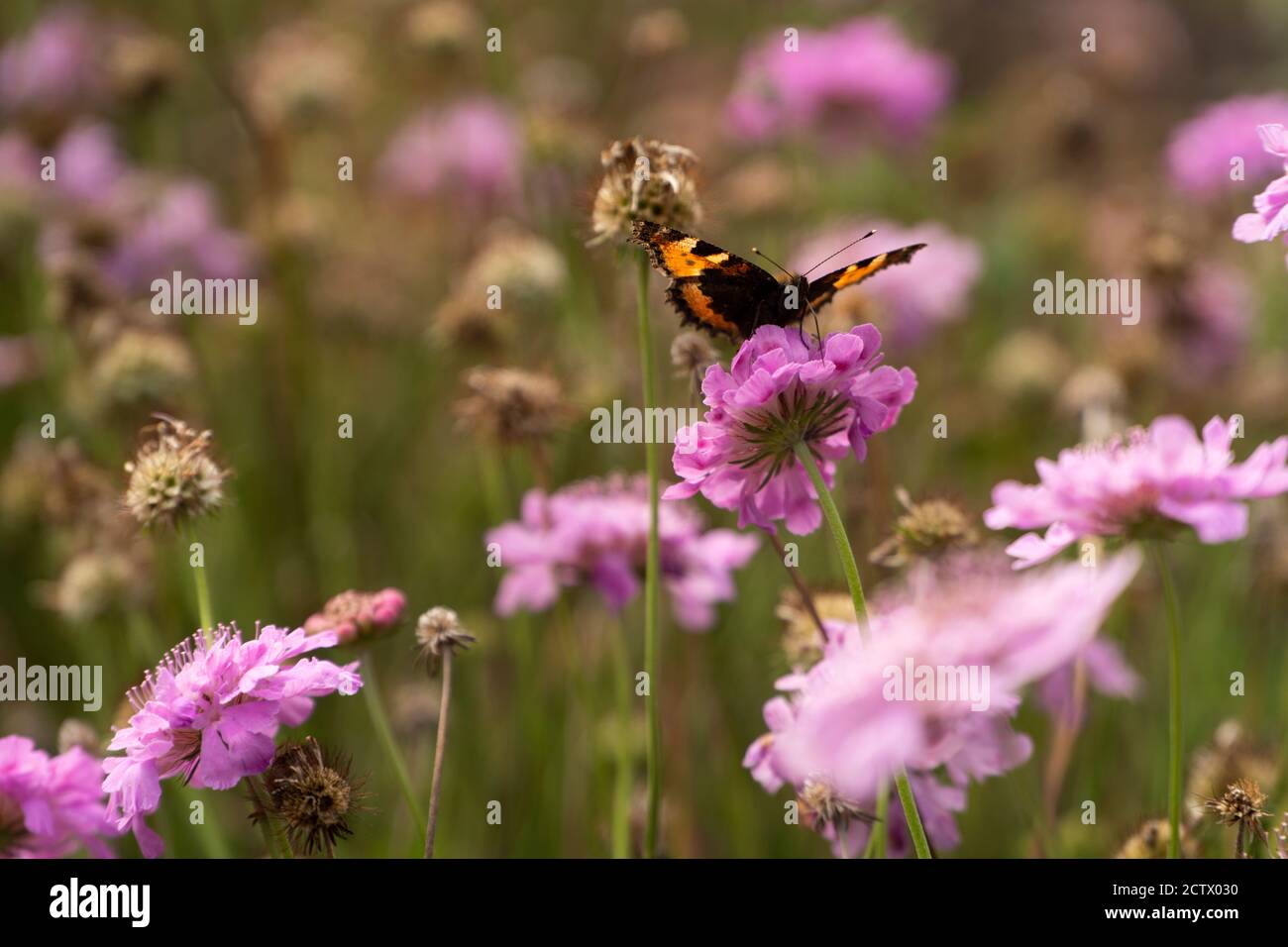 A butterfly on a bright flower, Isles of Scilly Stock Photo