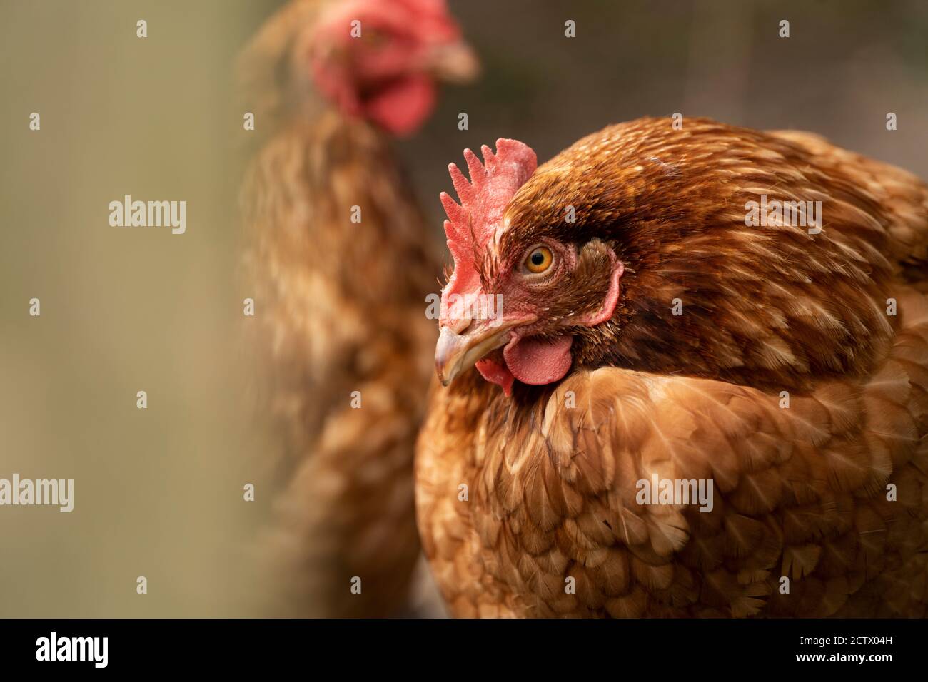 Hens inside an enclosure, Isles of Scilly. Stock Photo