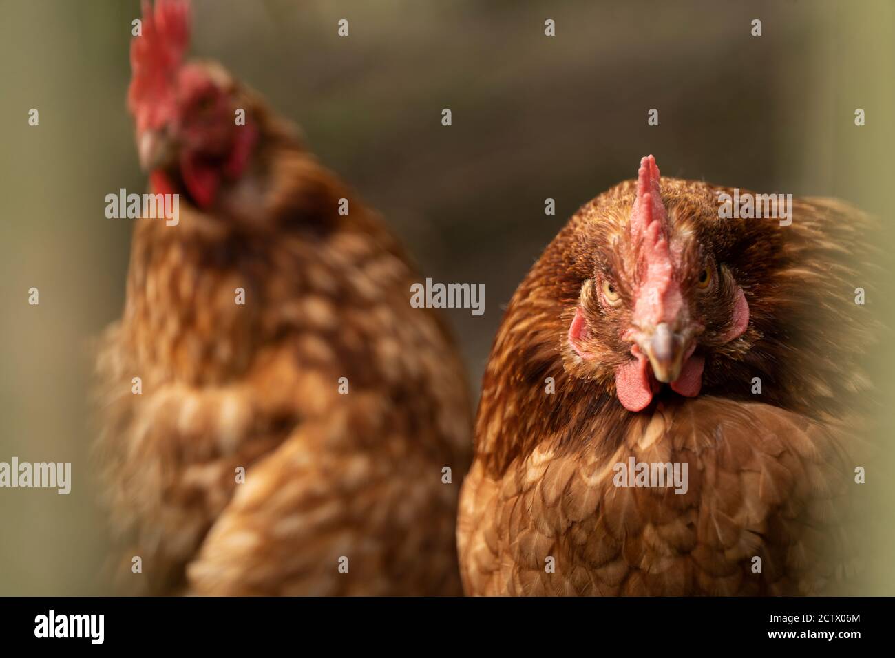 Hens inside an enclosure, Isles of Scilly. Stock Photo