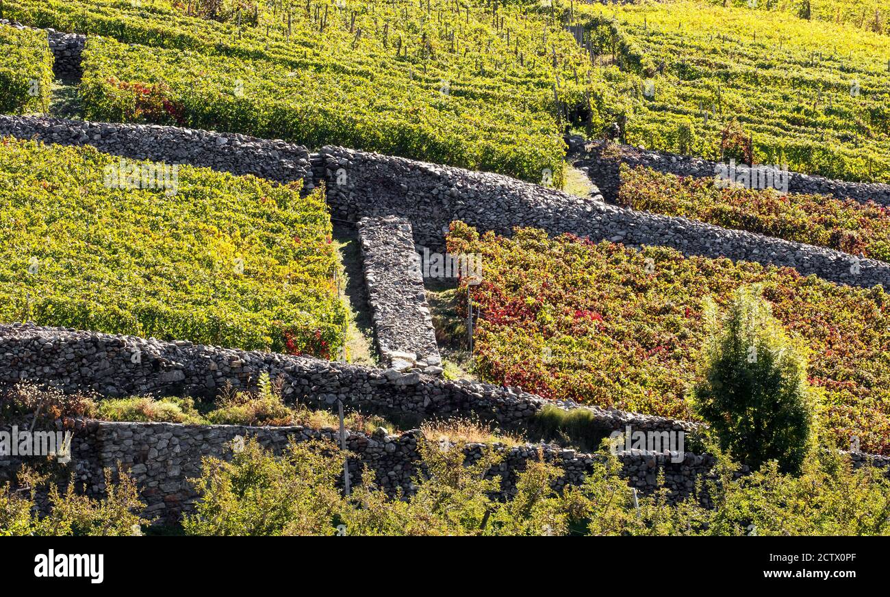 Valtellina (IT) - vineyards with dry stone walls Stock Photo