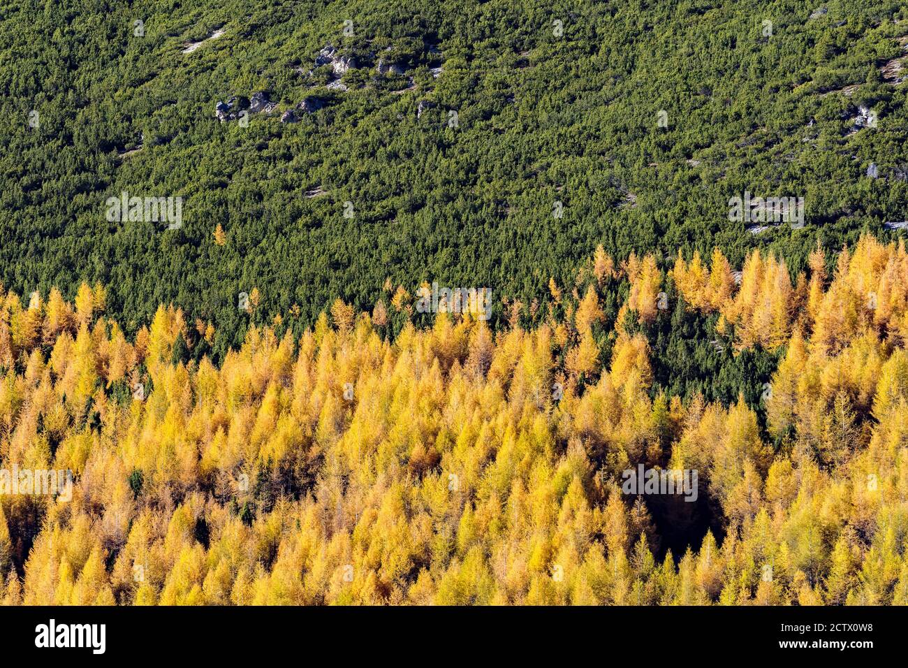 forest with firs and larches in autumnal dress Stock Photo