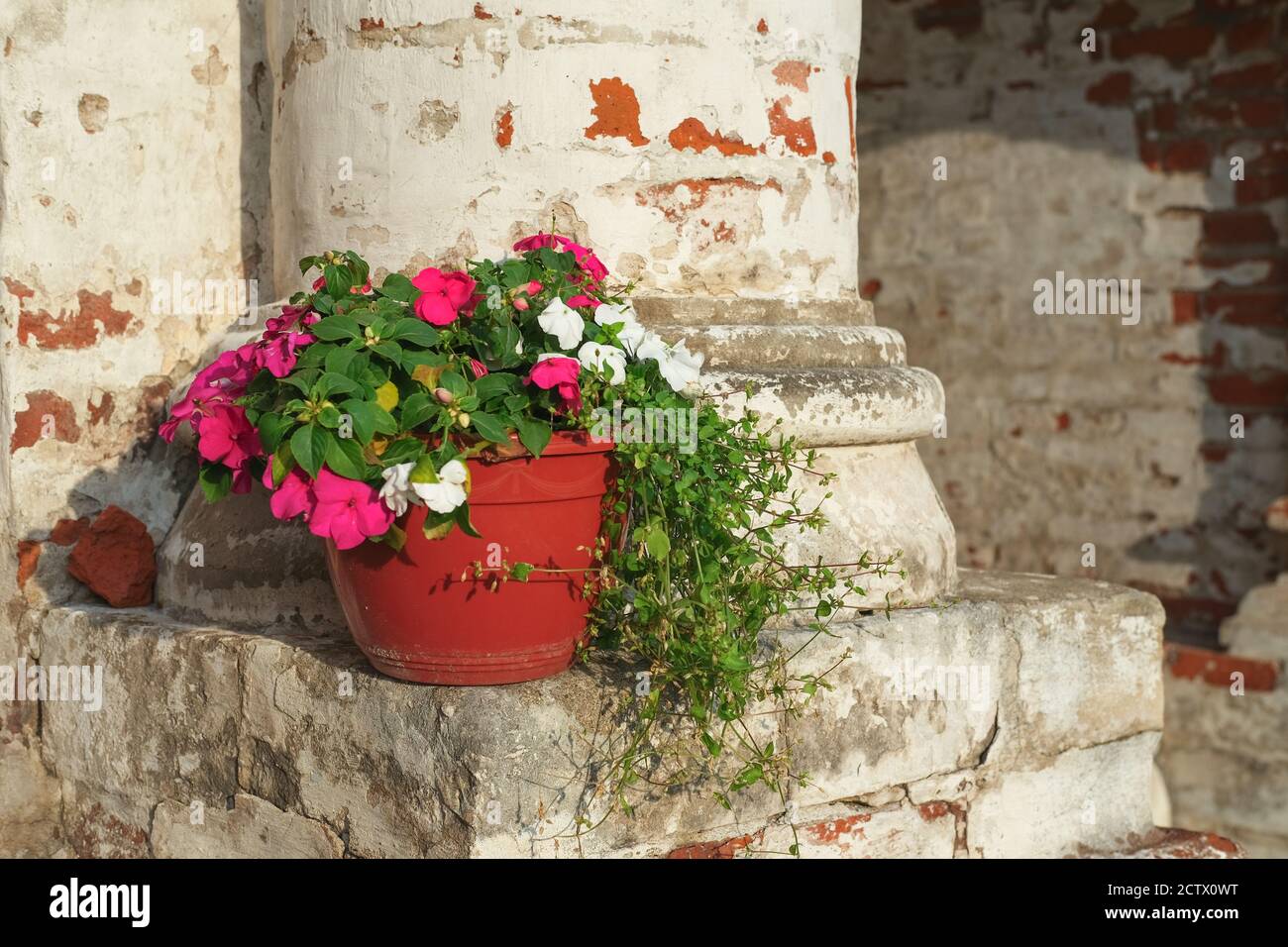 Flower Pot with red and white flowers of Balsaminaceae Impatiens under sunlight against backdrop of decayed brick column Stock Photo