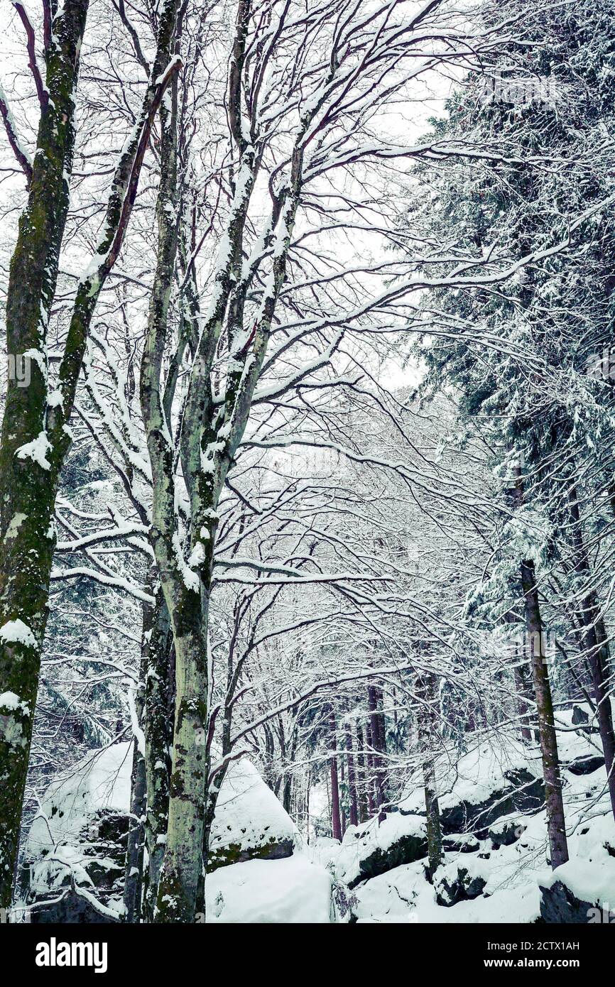 beech forest in winter landscape Stock Photo Alamy