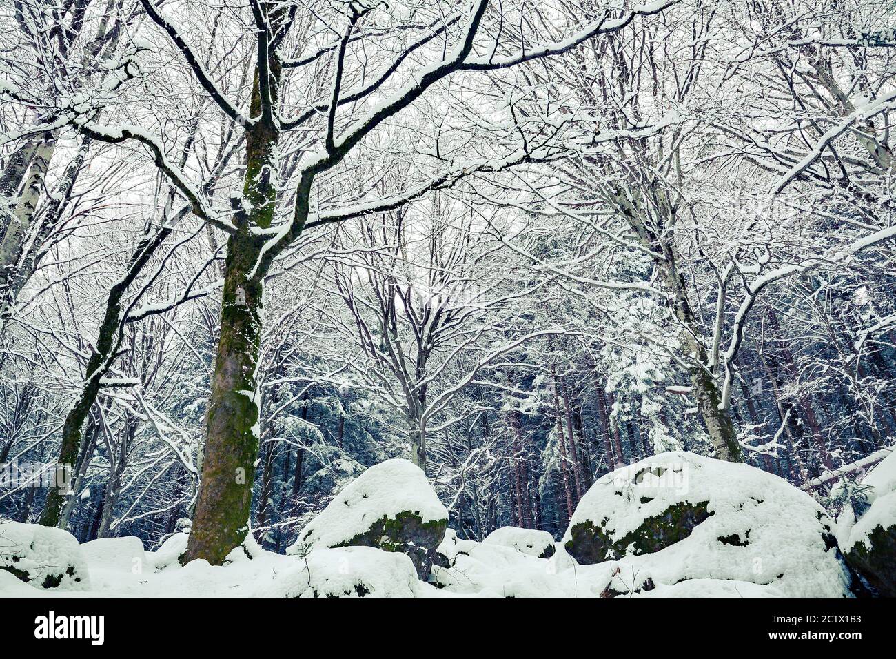 beech forest in winter landscape Stock Photo