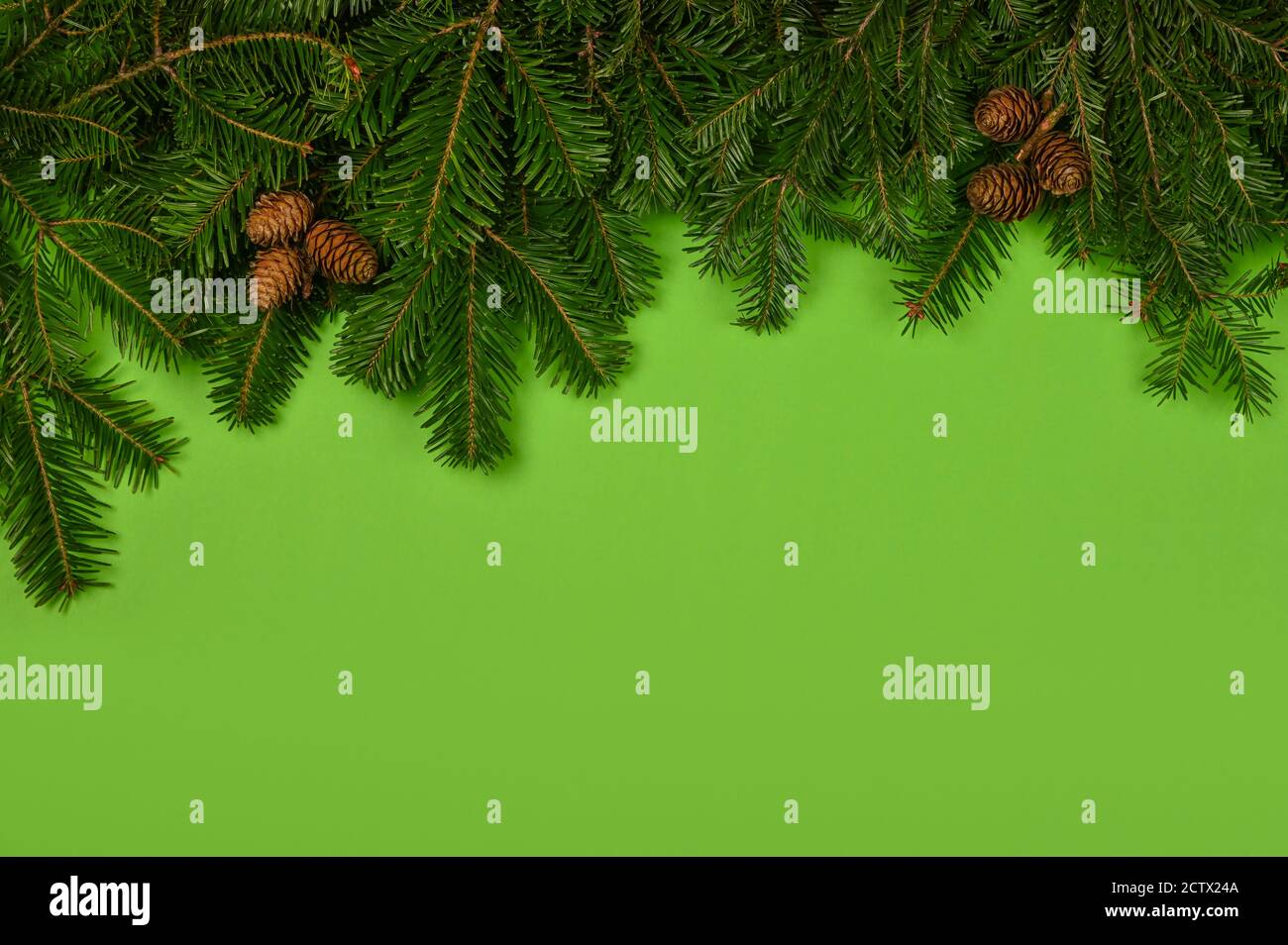 Close up fresh spruce or pine Christmas tree branches with cones over