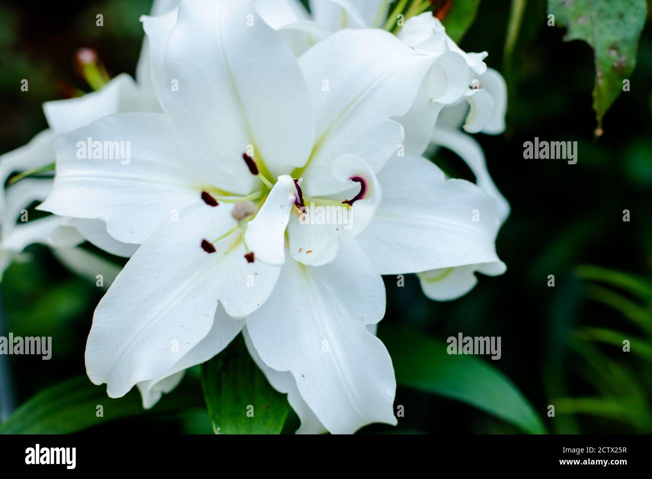 White Lily Flower Lilium Longiflorum High Resolution Stock Photography ...