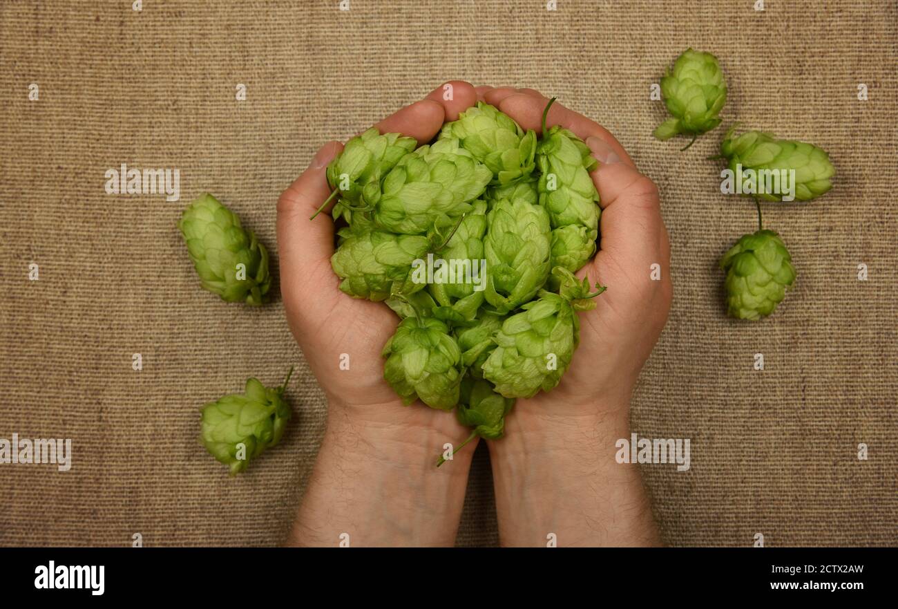 Close up man hands holding heap of fresh green hop flowers on brown jute canvas background, elevated top view, directly above, personal perspective Stock Photo
