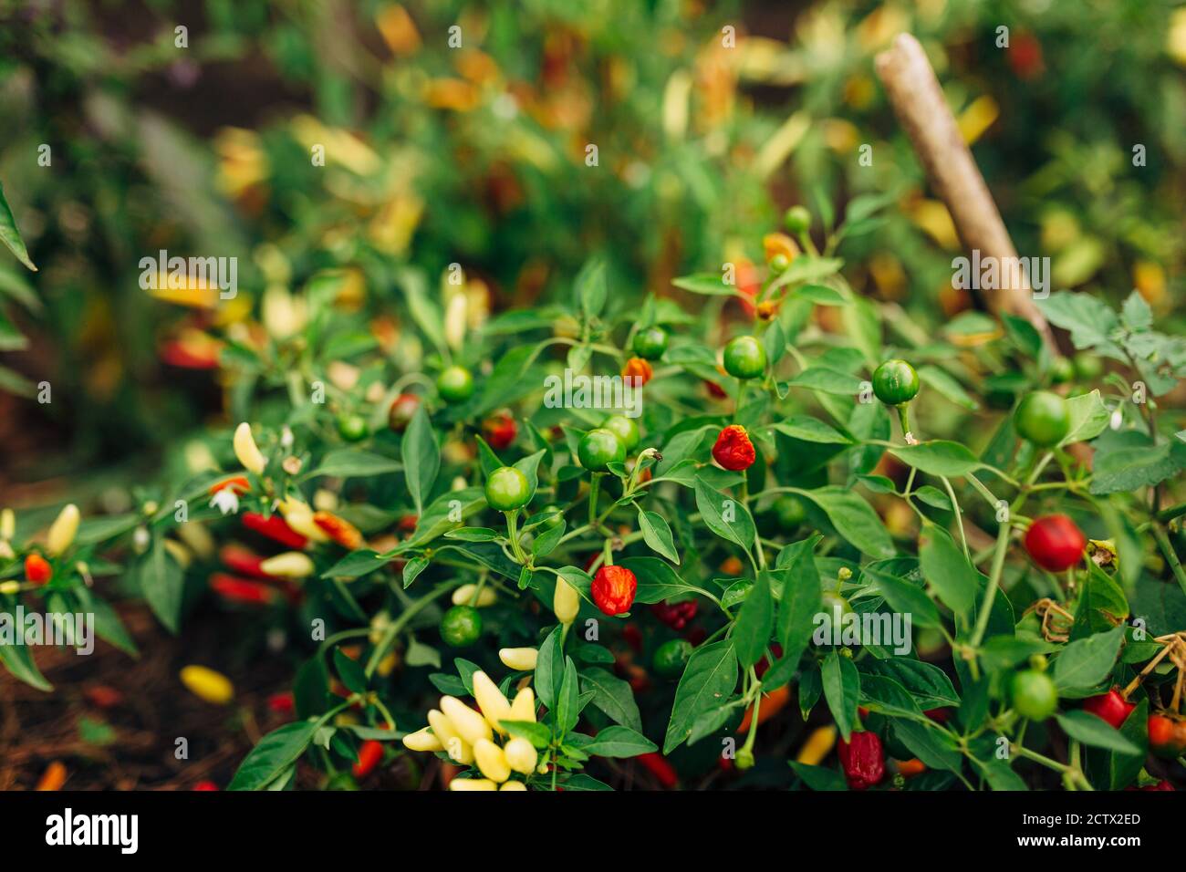 Bell pepper bushes garden hi-res stock photography and images - Alamy