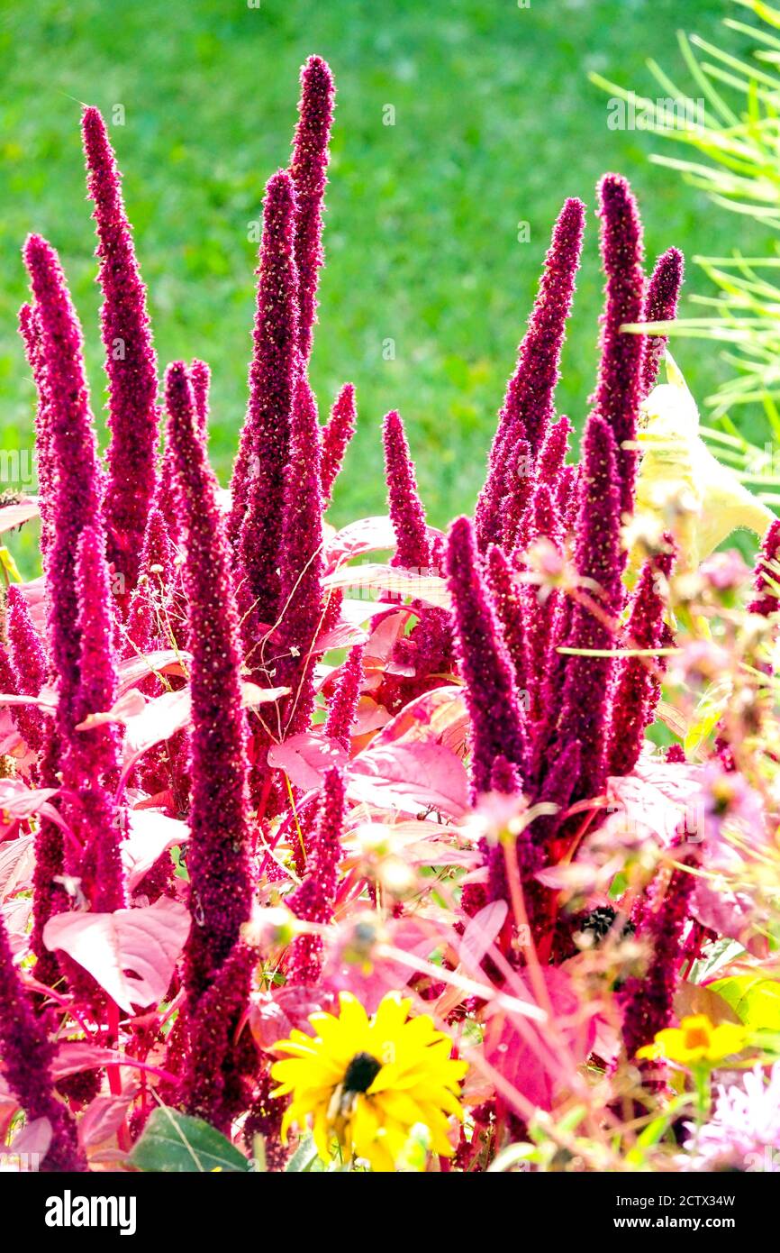 Red amaranth plant flowers in annual bed Stock Photo