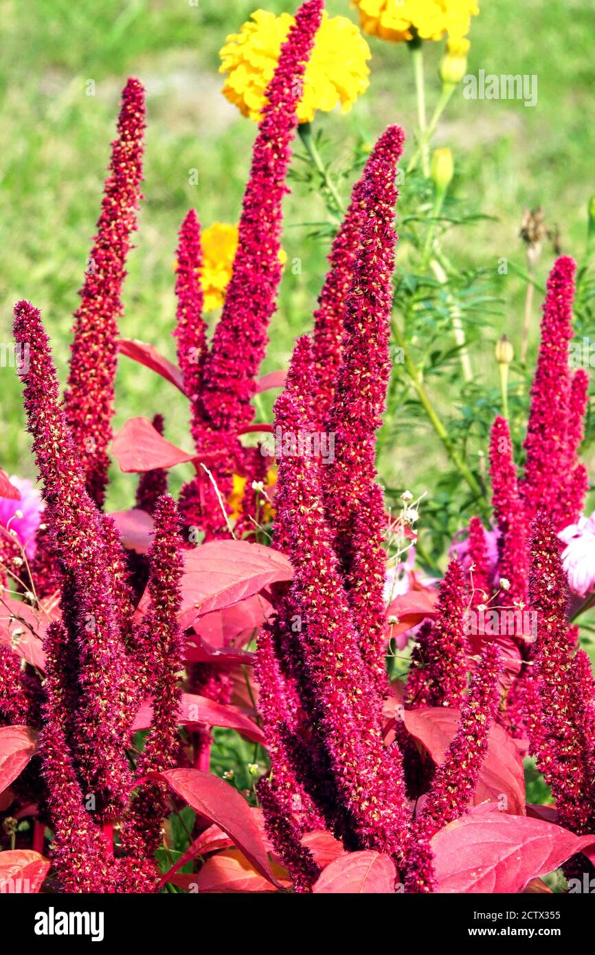 Red amaranthus plant Stock Photo