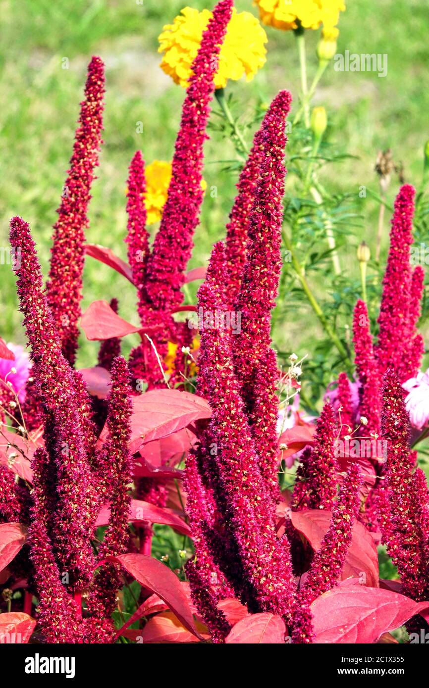 Spike Amaranth High Resolution Stock Photography And Images Alamy