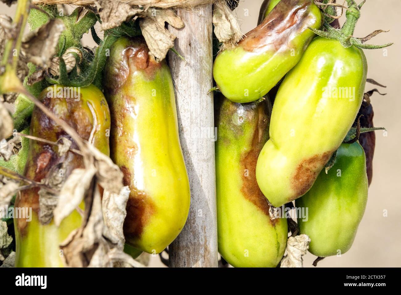Blight tomato fruits unhealthy plant Stock Photo