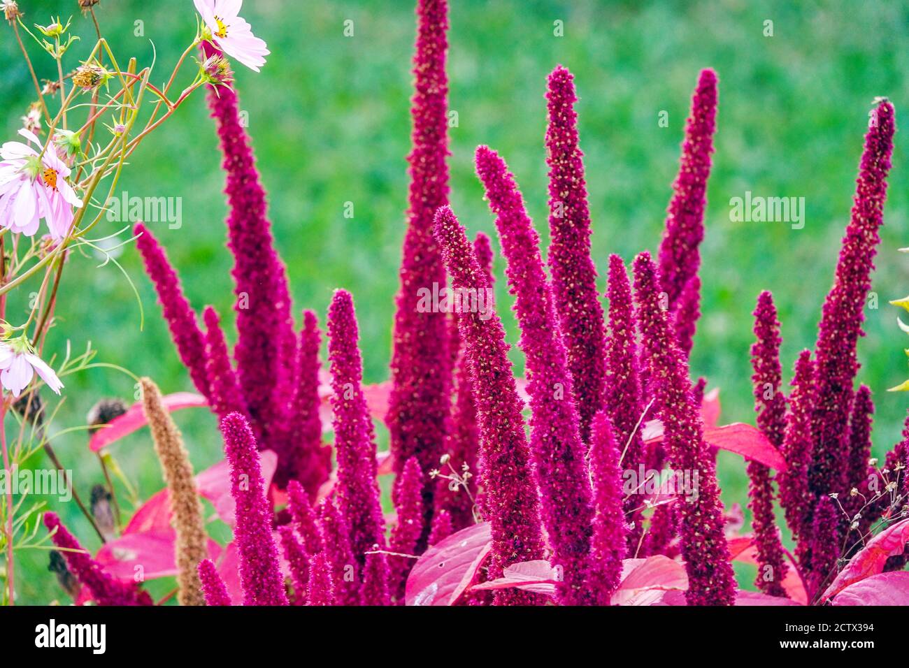 Amaranthus cruentus spikes Stock Photo