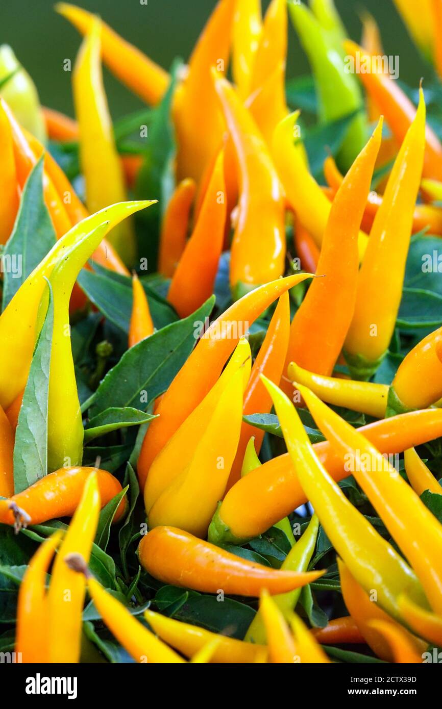 Ripening chilli peppers chilli plant Stock Photo