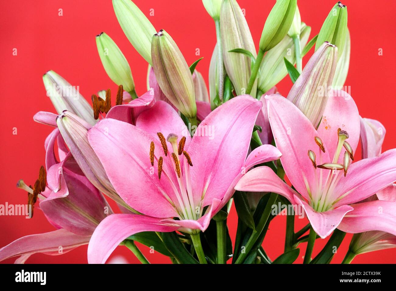 Lilium Brindisi, pink Asiatic lily flowers Stock Photo
