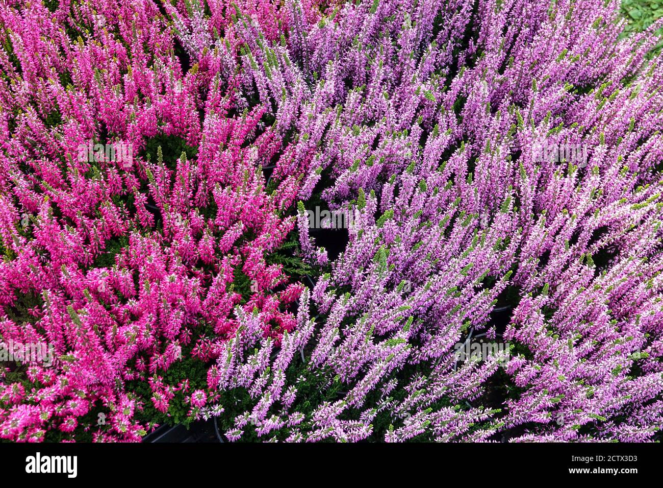 Common Heather calluna vulgaris red purple callunas Stock Photo
