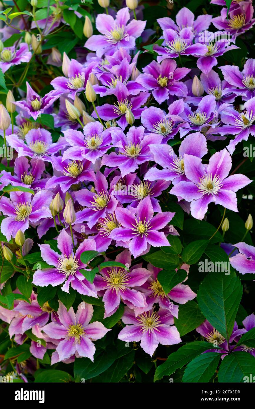 Beautiful lilac clematis flowers blossomed on the bush against the wall. Stock Photo