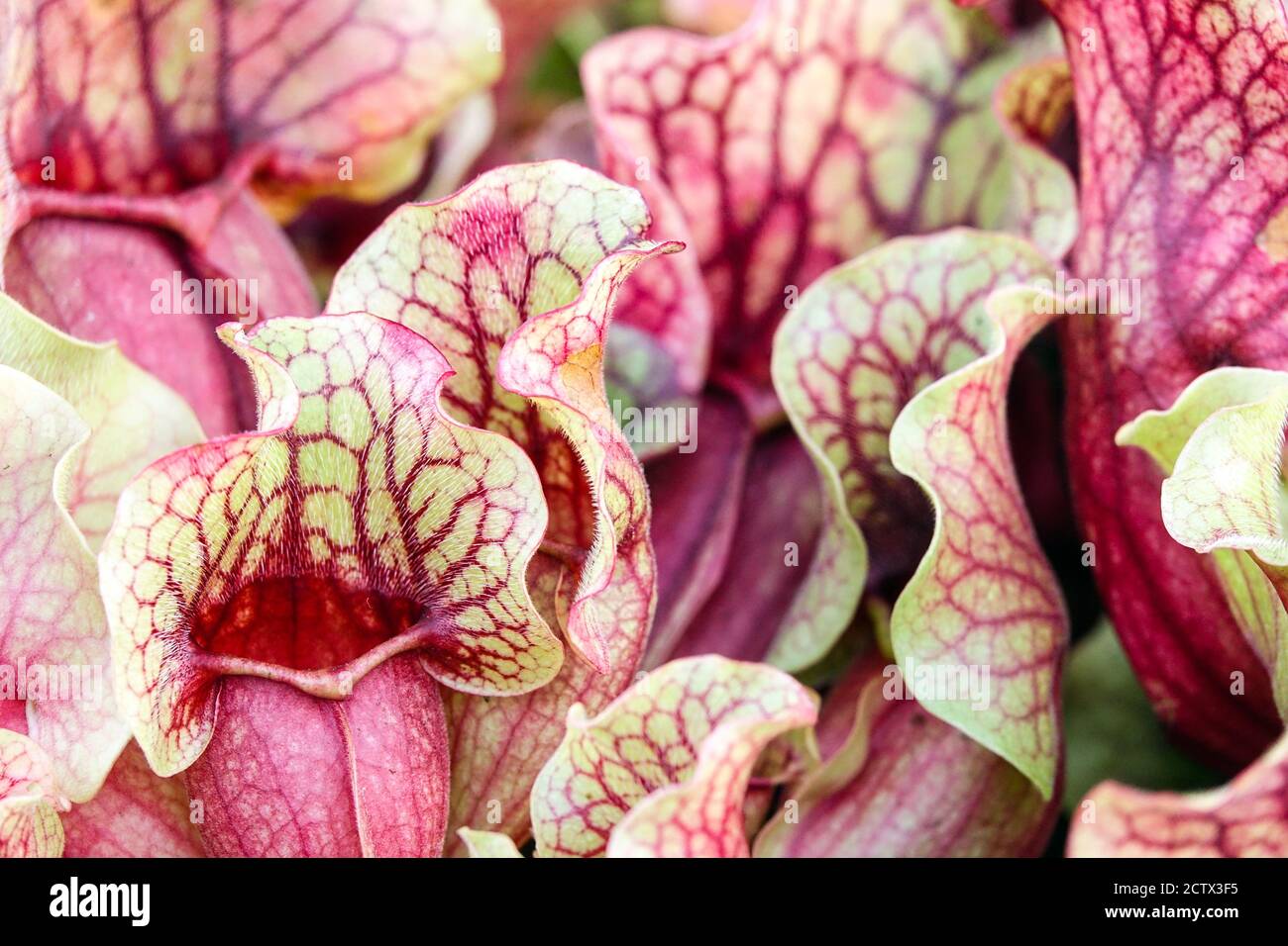 Sarracenia purpurea Venosa tubular flower Stock Photo
