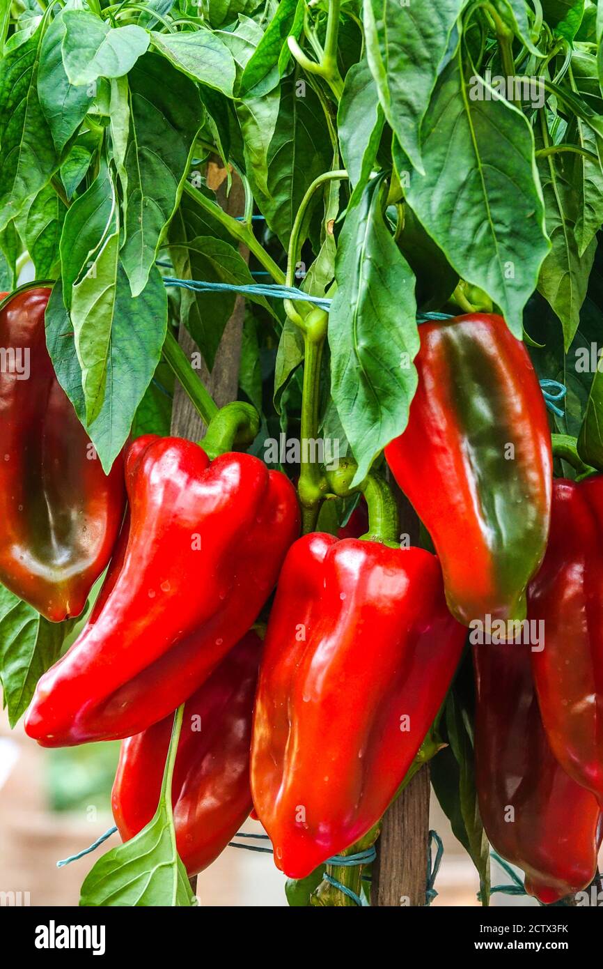Tasty red peppers growing and ripening on a plant, Red peppers bunch, Capsicum annuum, Produce, Vegetable Stock Photo