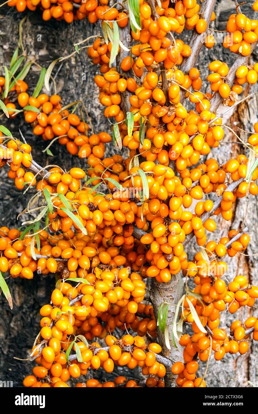 Hippophae rhamnoides, Sea-buckthorn orange berries Stock Photo