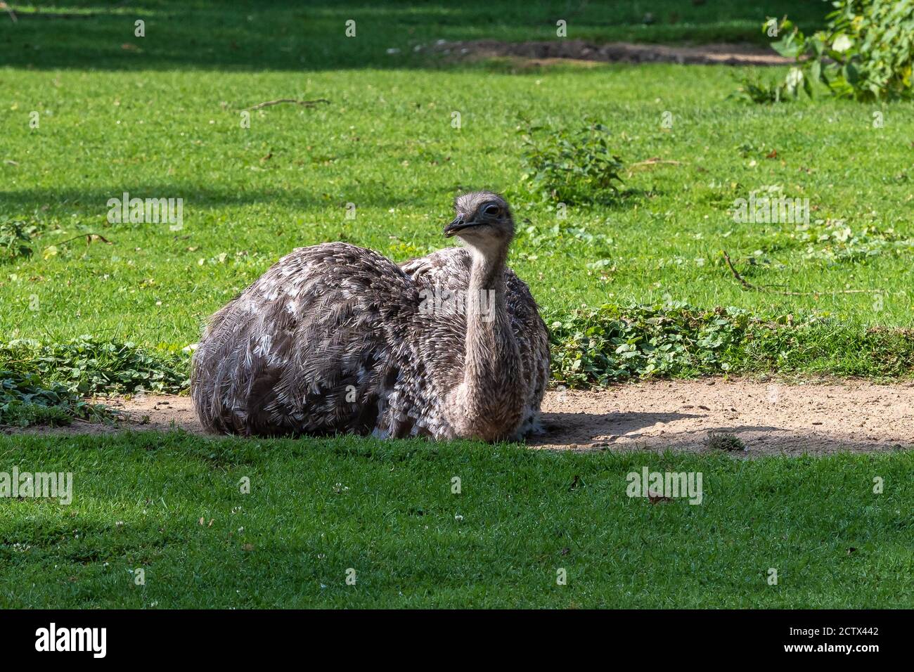 Lesser Rhea Wing Open Darwin's rhea, Rhea pennata also known as the lesser rhea. It is a ...