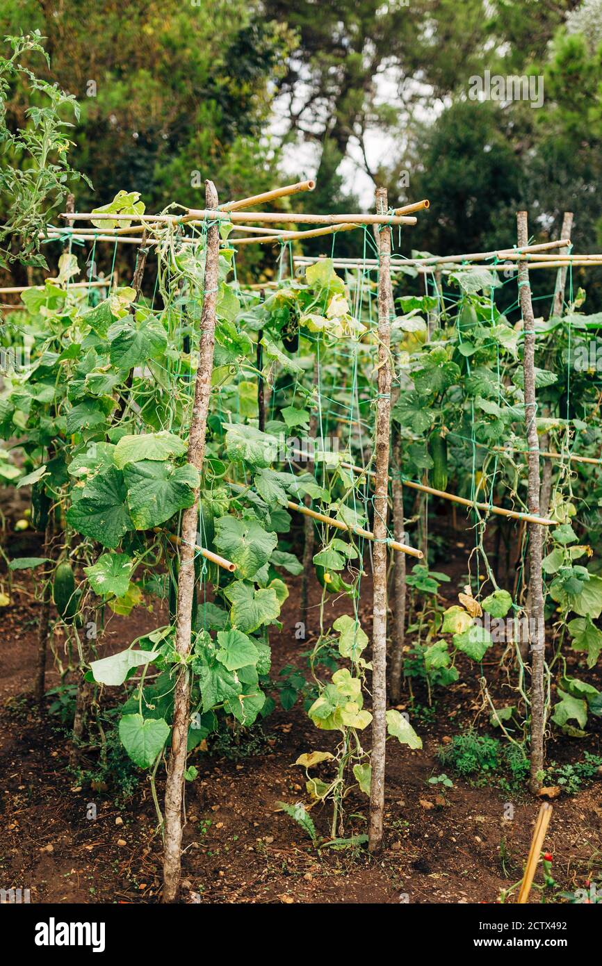 Cucumber bushes with fruits on a trellis net in the garden. Stock Photo