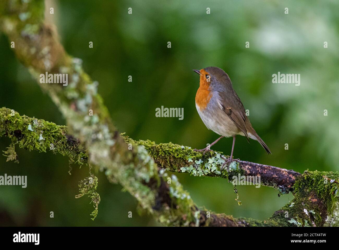 A robin, erithacus rubecula, sitting perched on a branch in a garden bush in Scotland Stock Photo