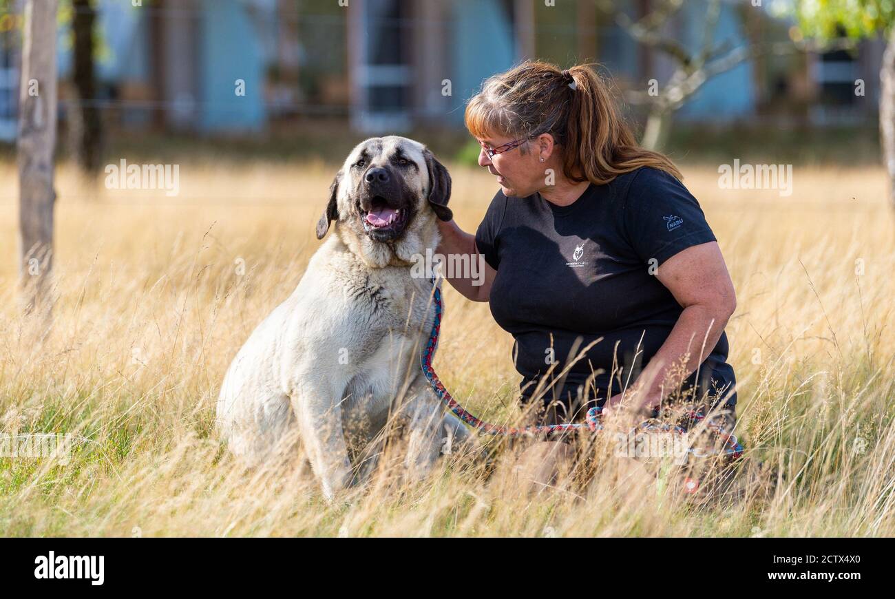 Schneverdingen, Germany. 25th Sep, 2020. Nicole Benning strokes her Kangal  herding dog at a press meeting at the end of the Nabu project 